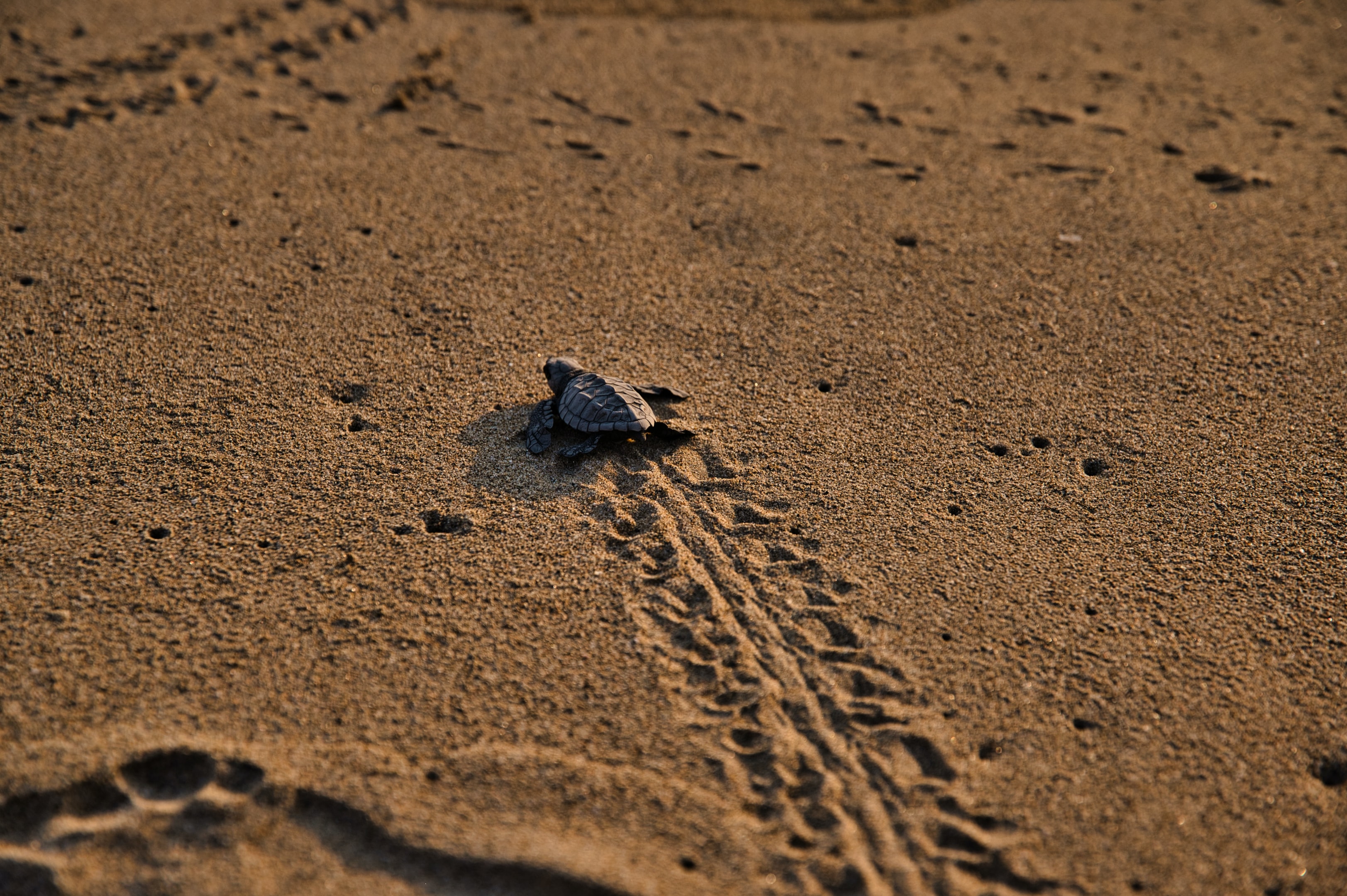 Tortuga en Tortuguero en Costa Rica