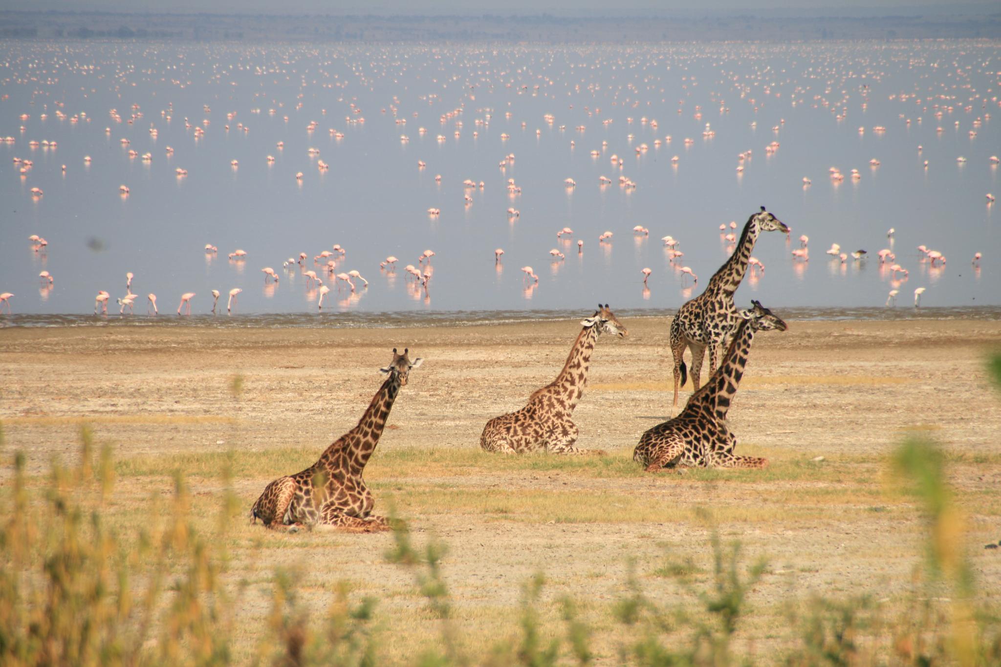 Jirafas y flamencos rosas en el Lago Manyara en Tanzania