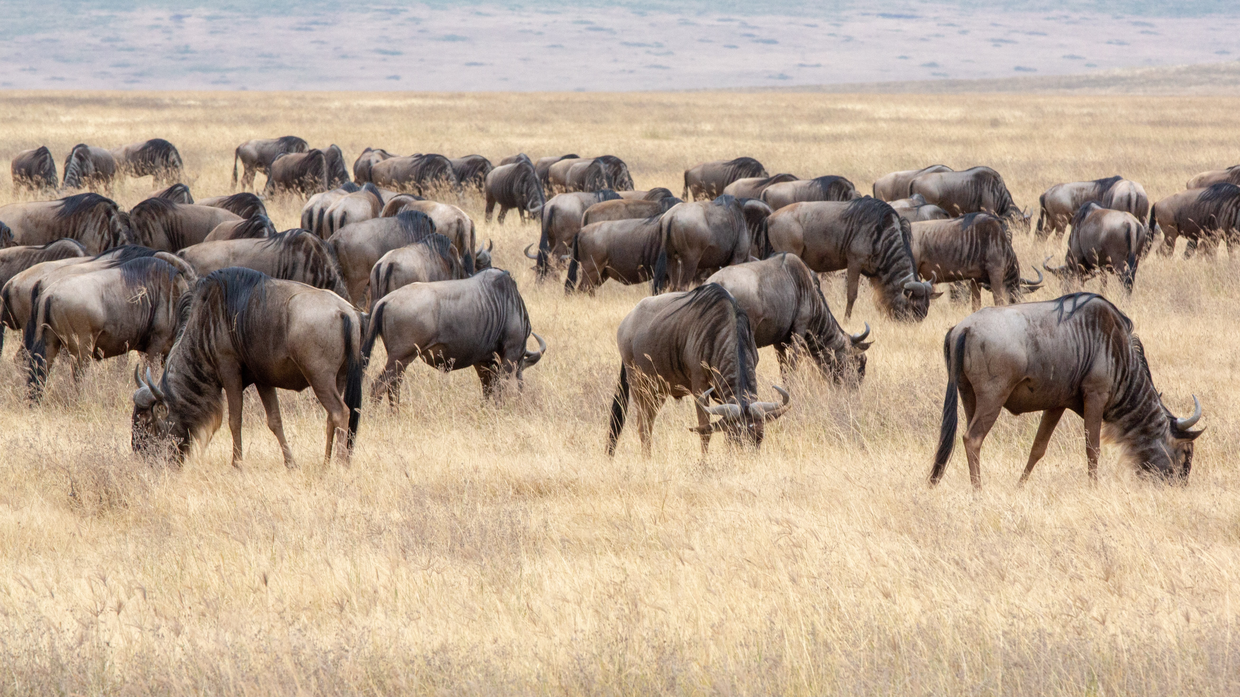 Ñus en Ngorongoro en Tanzania