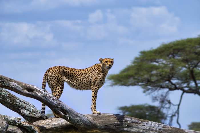 Leopardo en el Parque Nacional de Serengeti en Tanzania