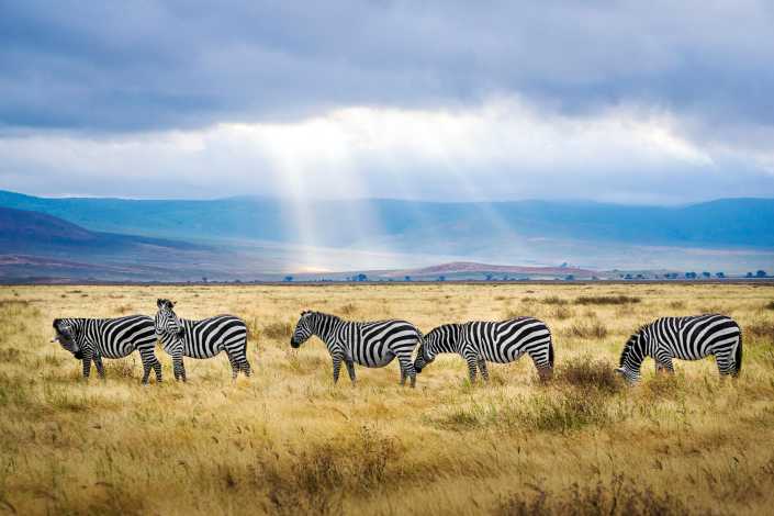 Cebras en Tanzania