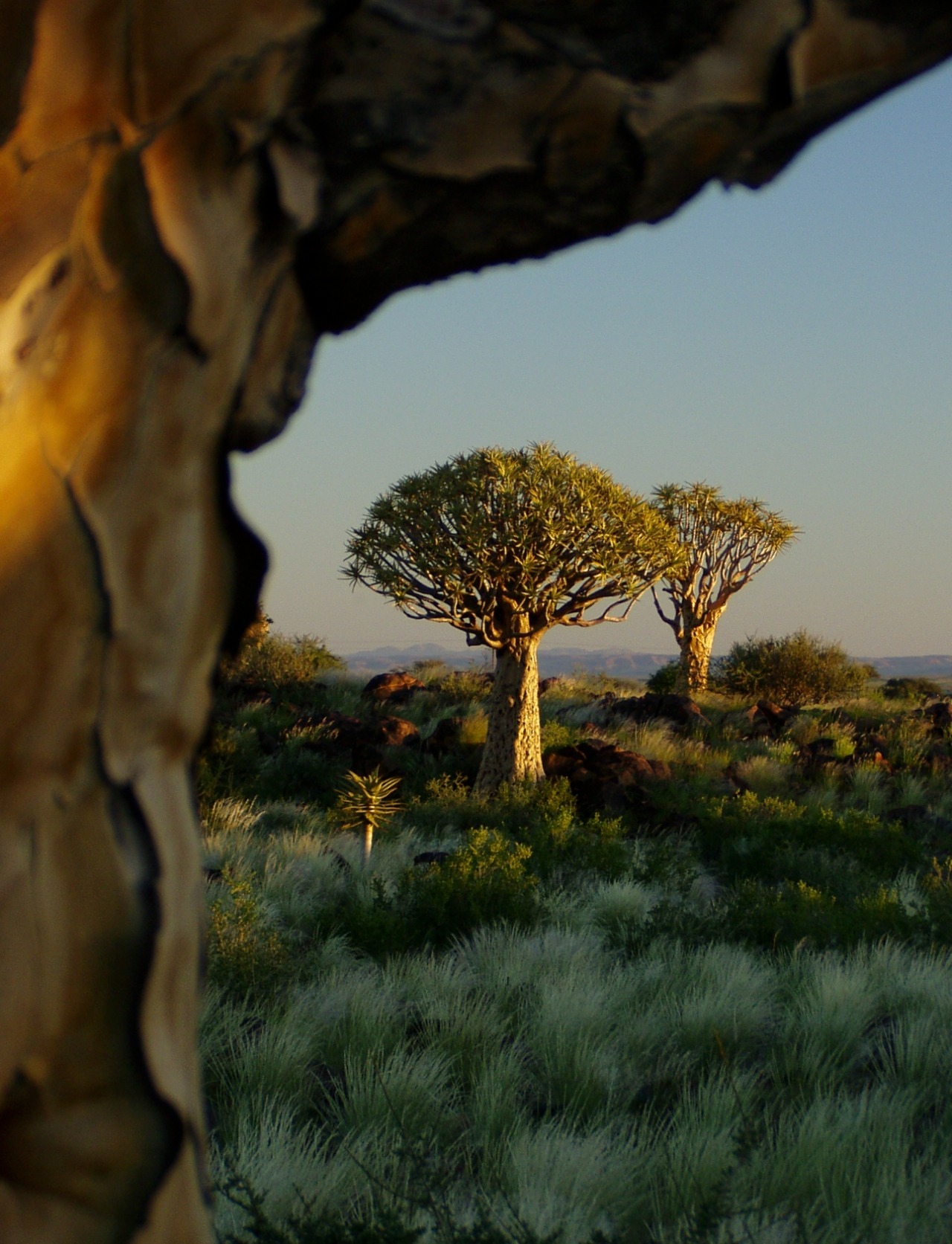 Bosque Quiver en Namibia