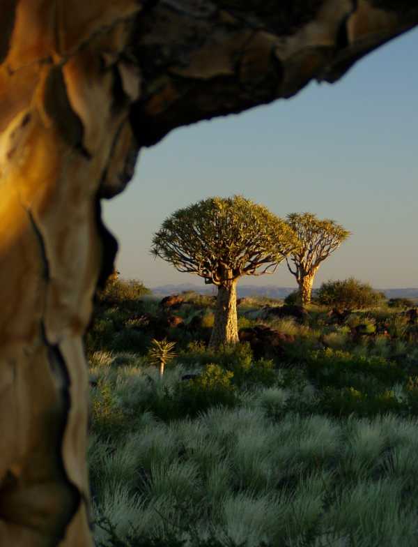 Bosque Quiver en Namibia