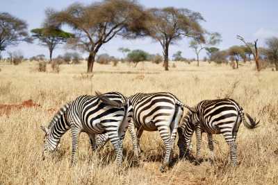 Cebras en Tarangire en Tanzania