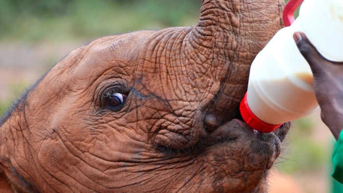 Cria de elefante en Nairobi en Kenia Cria elefante en Nairobi en Kenia