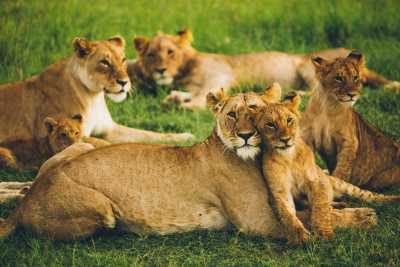 Leones en Masai Mara en Kenia