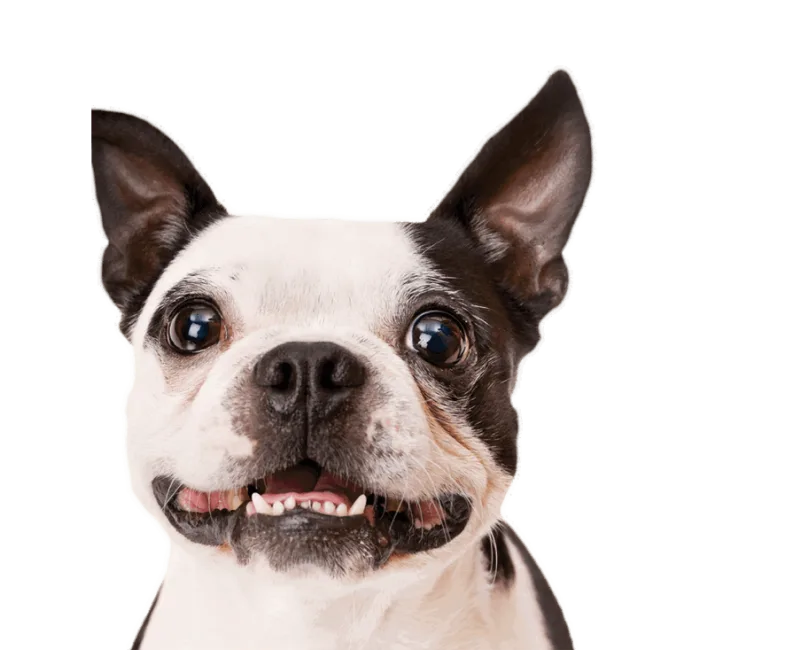 pet insurance hero