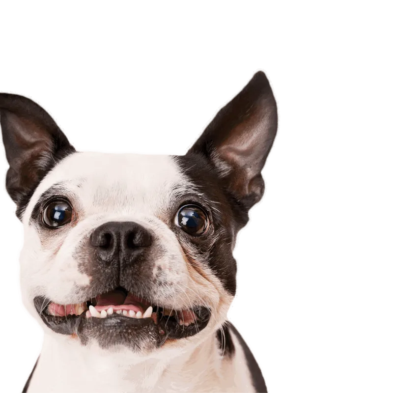 pet insurance hero