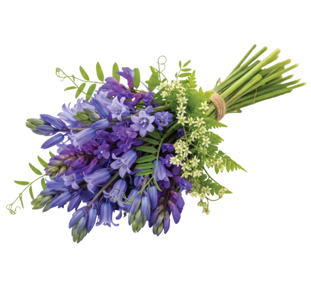 Purple flowers