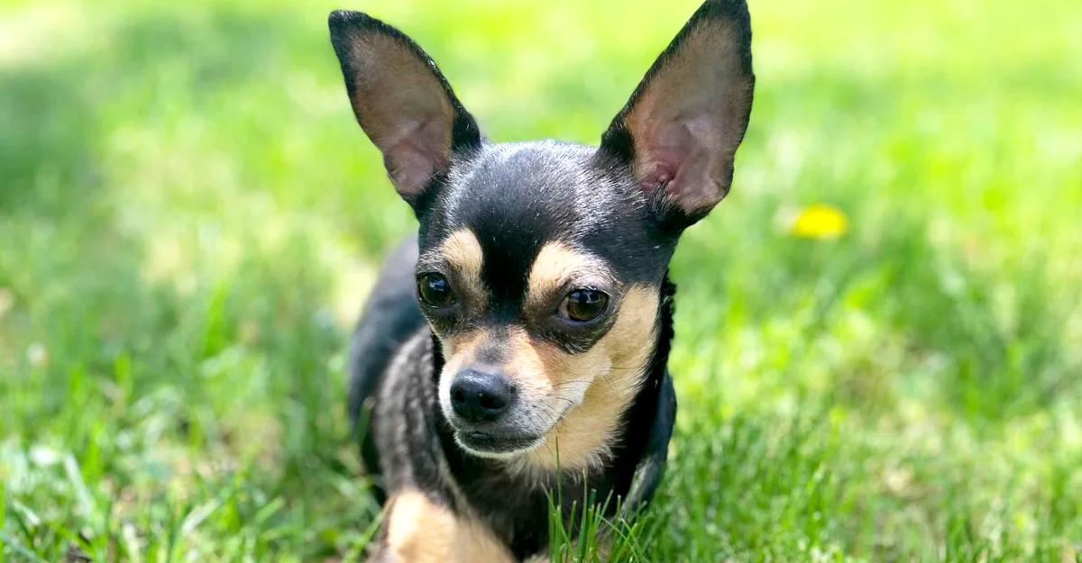 DIY Ways to Create a Dog-Friendly Yard
