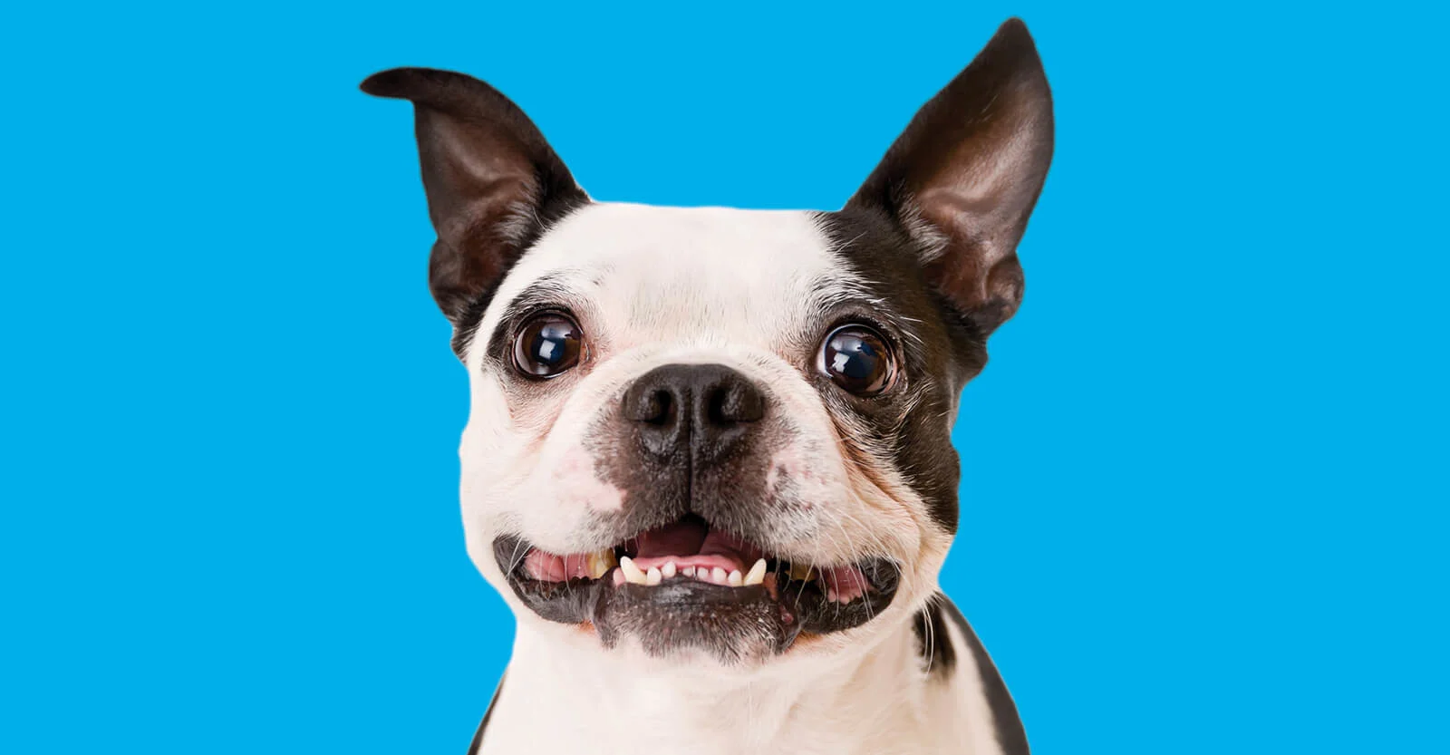 Dog Parenting: Are you Financially Prepared?