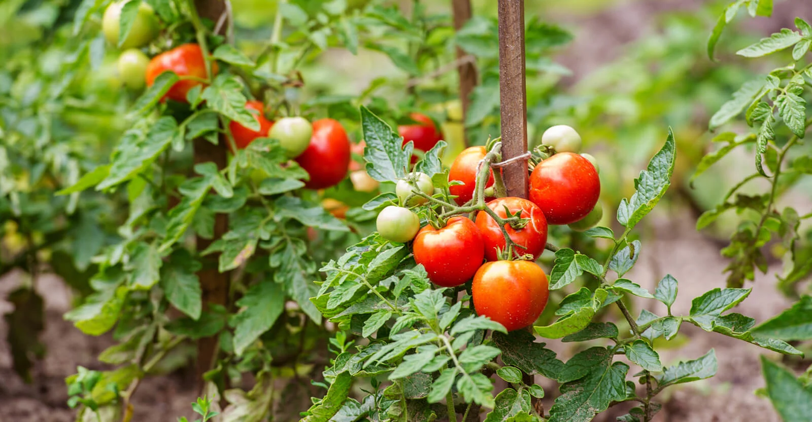 Start a Vegetable Garden on a Budget