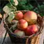 Fall Decor Apples