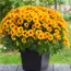Fall Decor Green Thumb