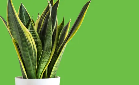 Snake plant on green background