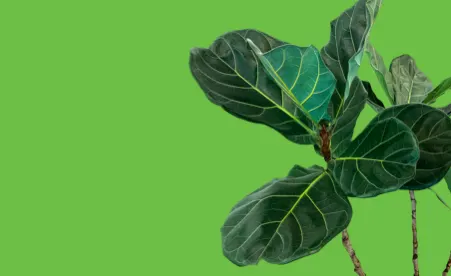 Plant on green background