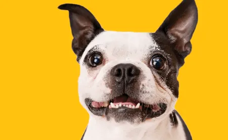 Dog on yellow background