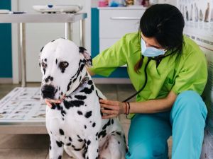 Dalmatian and Great Dane mixed dog at the vet being checked on by a nurse in bright green scrubs