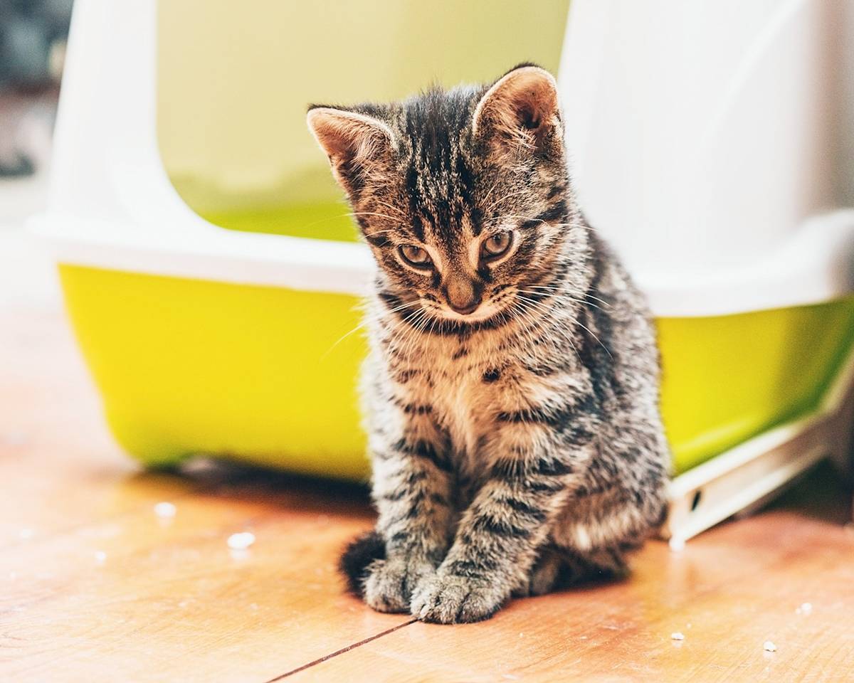 a picture of a kitten looking crestfallen in front of an enclosed litter tray