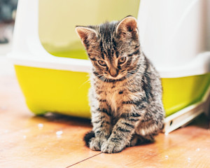 a picture of a kitten looking crestfallen in front of an enclosed litter tray