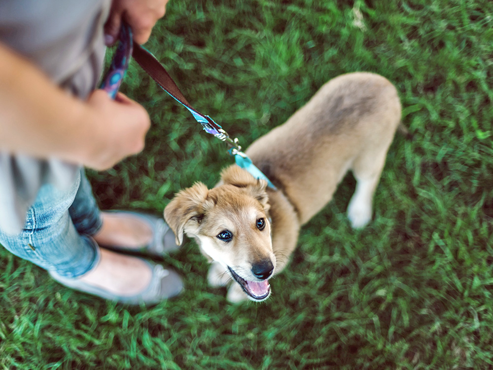 Woman taking her puppy outside in the grass.