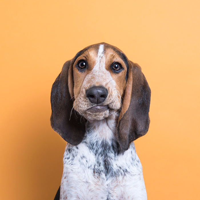 a dog looks directly at the camera against an orange backdrop