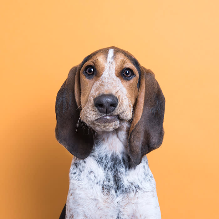 a dog looks directly at the camera against an orange backdrop