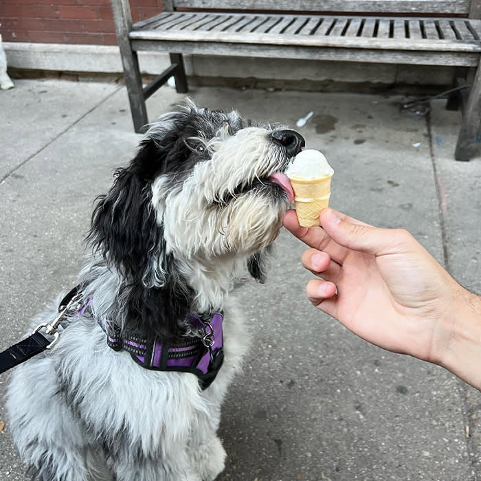 a dog licking an icecream cone