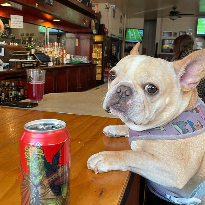 a dog at Archie’s Iowa Rockwell Tavern