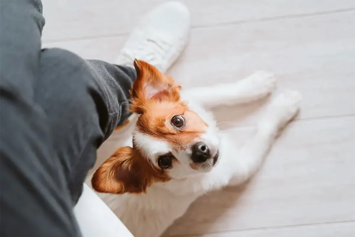 Dog looking up at a person