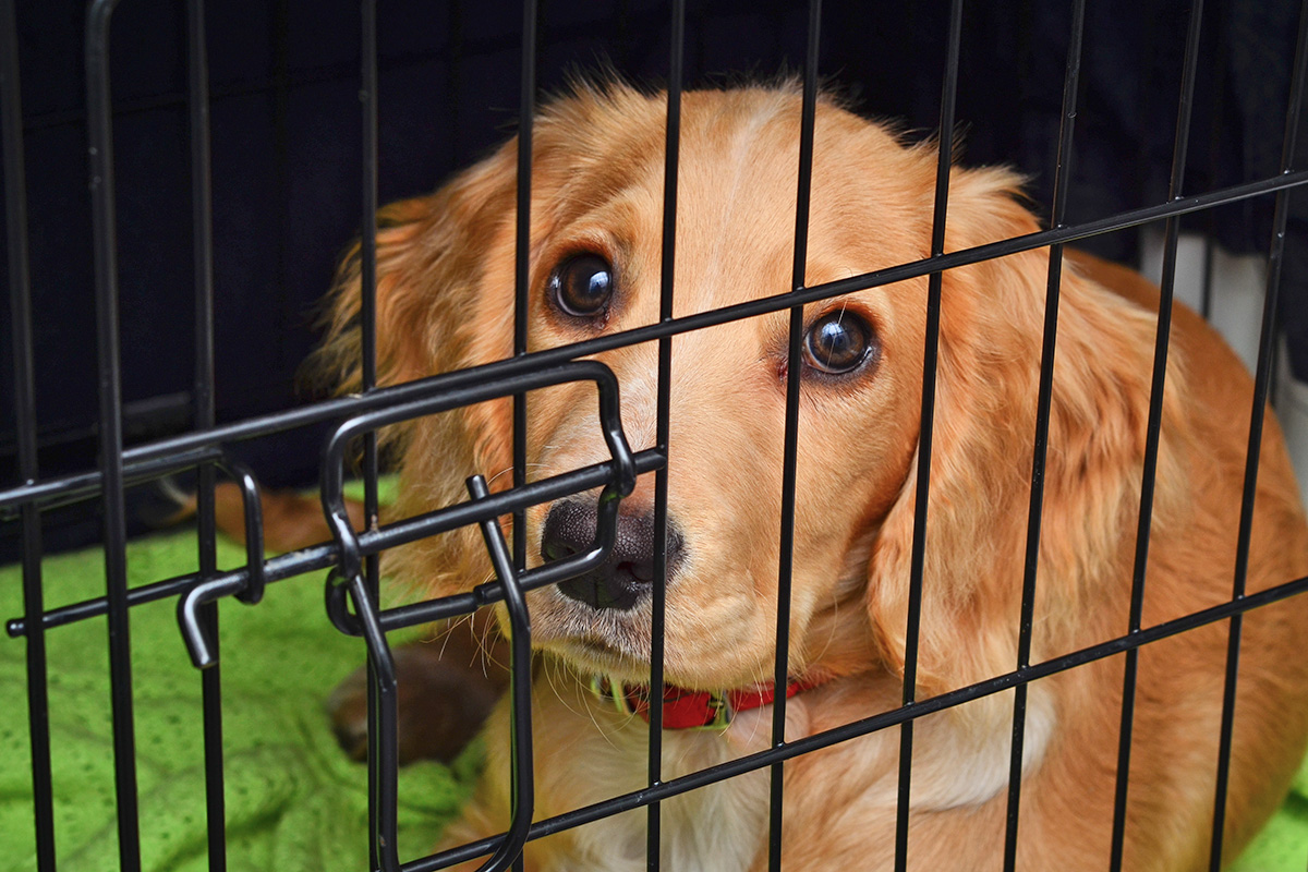 A brown dog sits in a wire cage.
