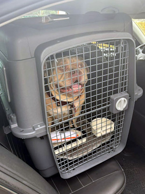 Woman abandons dog at Brussels Airport after being denied boarding.