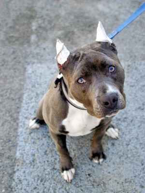 picture of pit bull with cropped ears and bandages