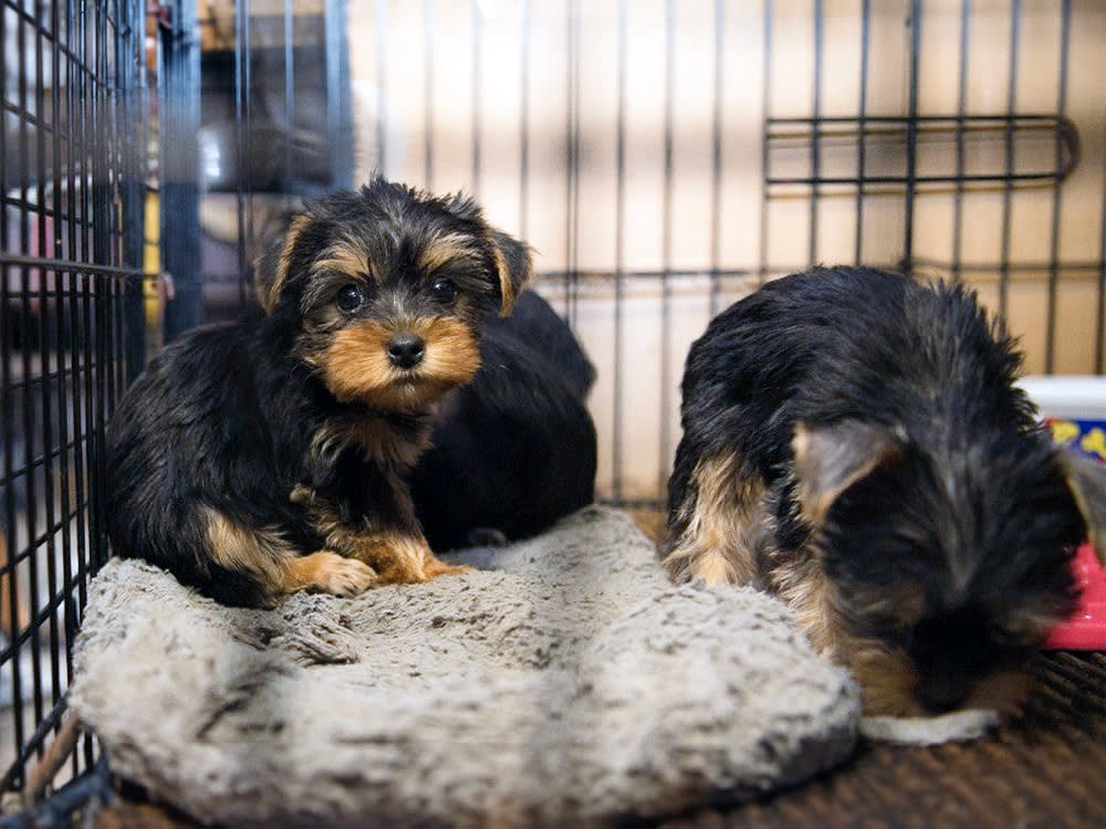 The Horrible Hundred report is a list of problematic puppy breeding and/or puppy brokering facilities updated annually by the HSUS.