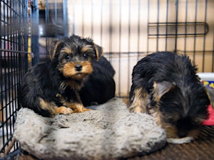 The Horrible Hundred report is a list of problematic puppy breeding and/or puppy brokering facilities updated annually by the HSUS.