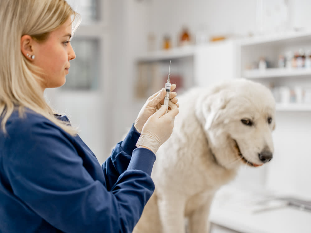 Dog Vaccinations, Prevent Diseases in Your Dog