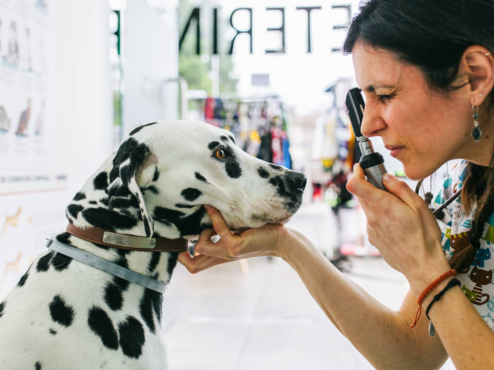 Young female veterinarian in her consulting room performing a medical examination on a dog for diabetes