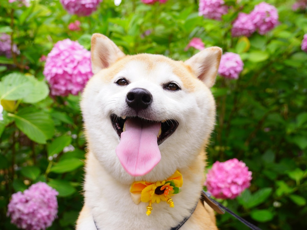 shiba and hydrangeas