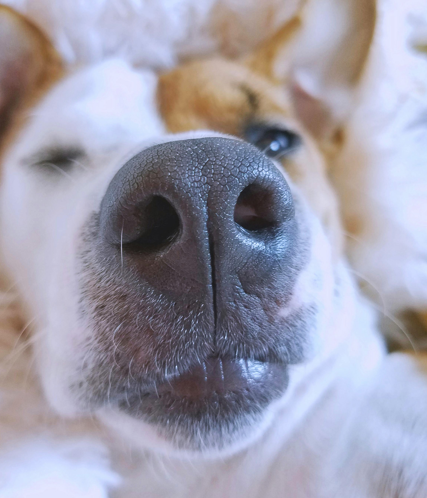 birds eye view of a dog on their back, close up of their nose and snout
