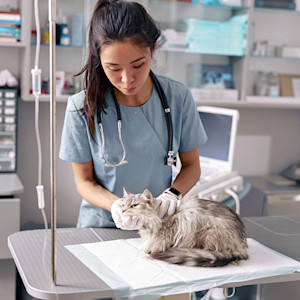 Cat being checked out at the vet.