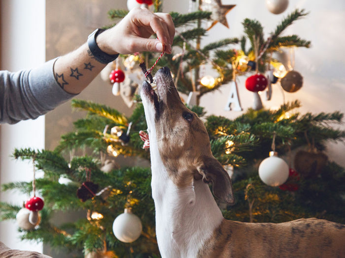 A dog taking a bite of a treat next to a decorated Christmas tree. 