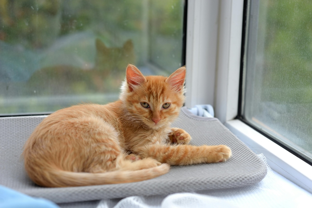 ginger kitten relaxing in a cat window hammock