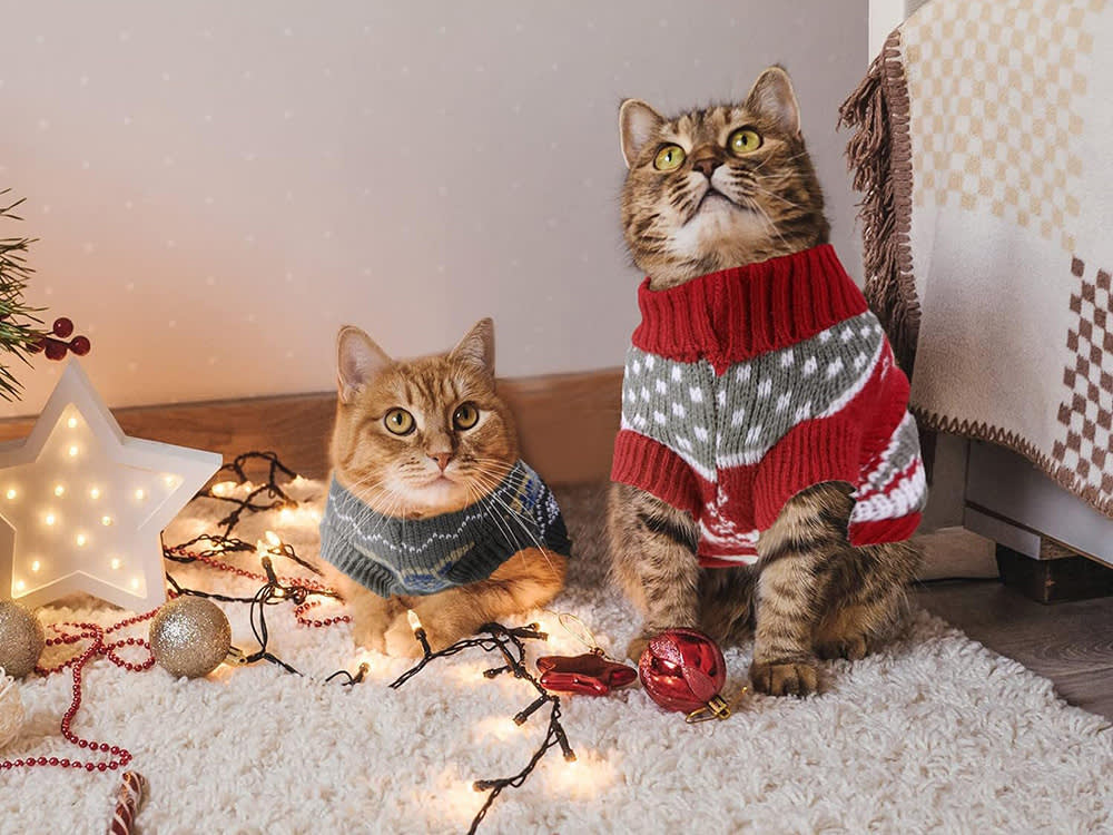 two cats wearing christmas jumpers with fairy lights