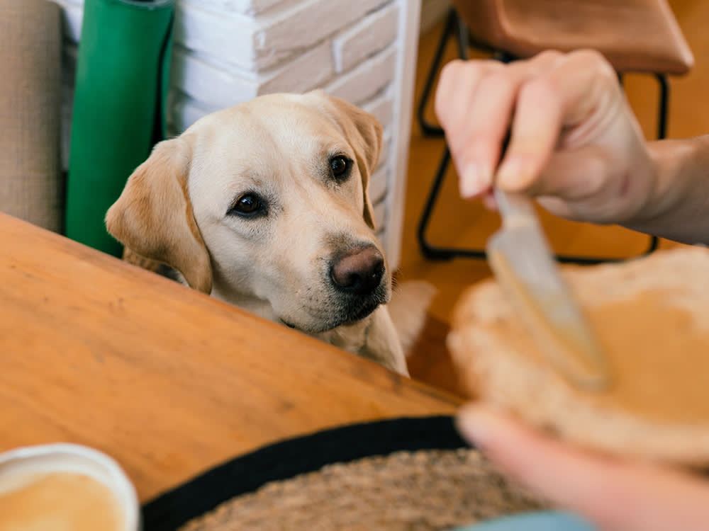 Labrador dog wants to eat breakfast.