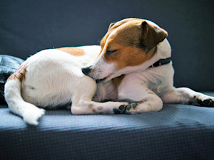 Small brown and white dog biting itself.