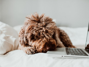 Dog resting on a computer laptop