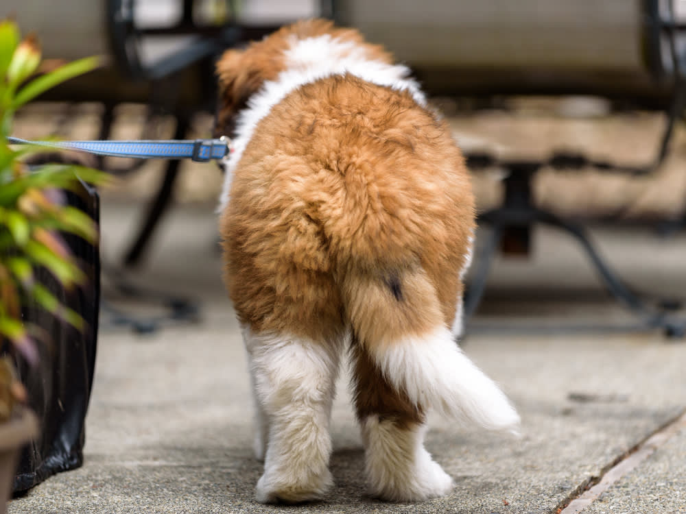 Back view of Saint Bernard puppy tail 