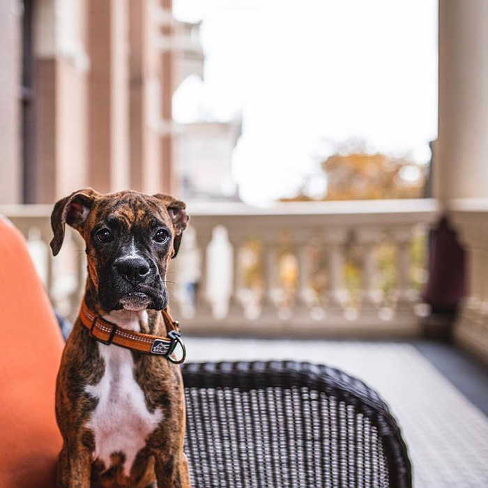 brown dog with white chest of black wicker chair