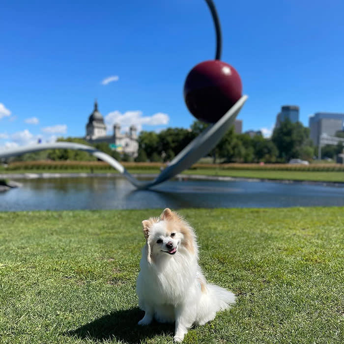 pommeranian sitting in Minneapolis with sculpture