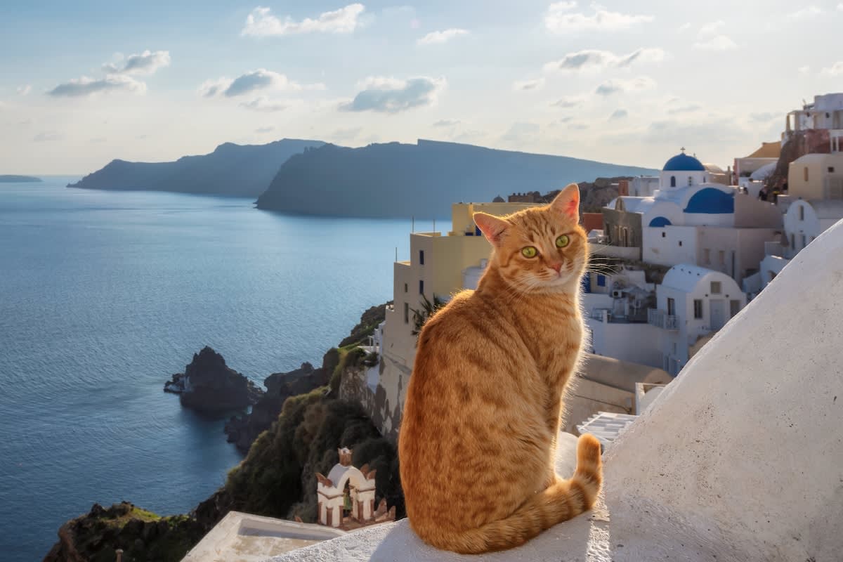 an orange cat in santorini